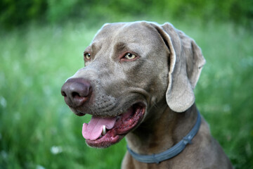 The portrait dog breed Weimaraner. Weimaraner dog in profile with open mouth in the grass.