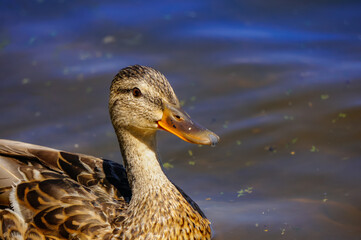 Ducks sits on a log in a pond. In nature near the water among trees and grass.