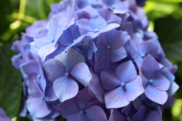 晴れた日に咲いている紫陽花