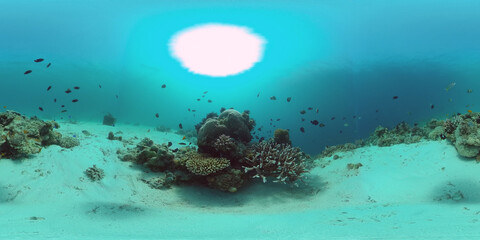 Tropical fishes and coral reef underwater. Hard and soft corals, underwater landscape. Travel vacation concept