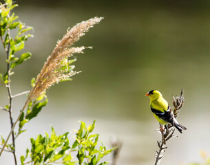 Goldfinch