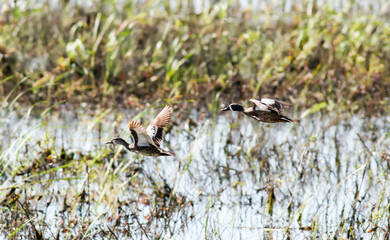 Blue-winged Teal