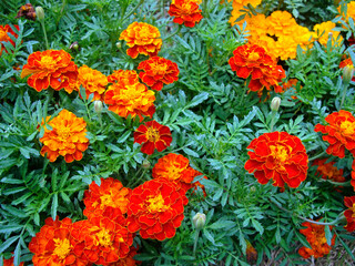 French marigold on garden