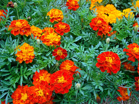 French marigold on garden