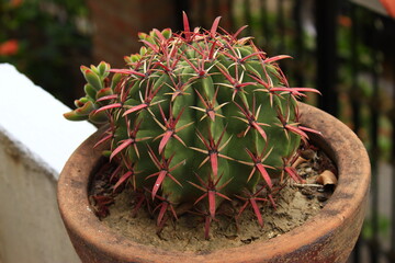 cactus con espinas rojas