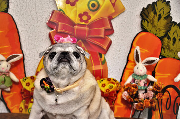 Uma puga fantasiada de coelha na Páscoa canina