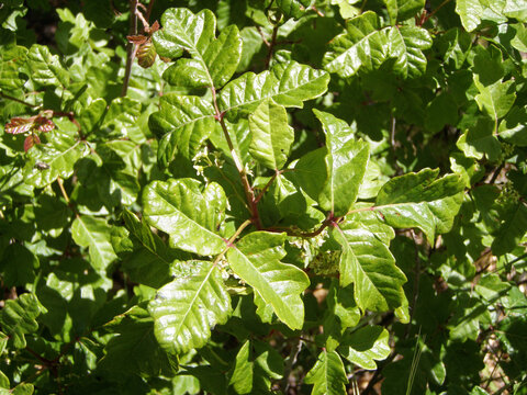 Green Poison Oak leaves - California
