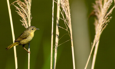 Warbler