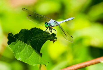 Dragonfly