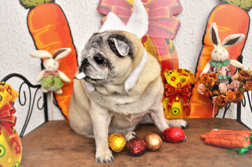 Pug fantasiada de coelho entre  seus ovos para Páscoa canina