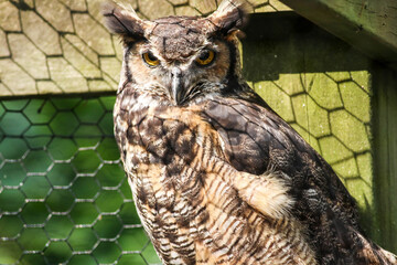 Great Horned Owl