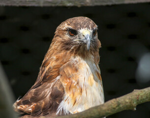 Hawk