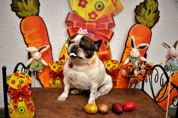 Buldogue francês fantasiada de coelho com seus ovos na Páscoa canina