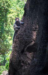 Fototapeta na wymiar Monkey on tree 