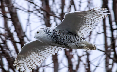 Snowy Owl