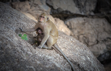 monkey and little baby on the rock 