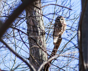 Owl