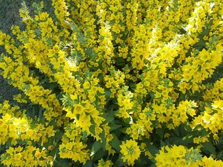yellow flowers on the wall