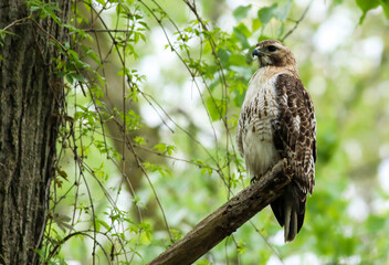 Hawk