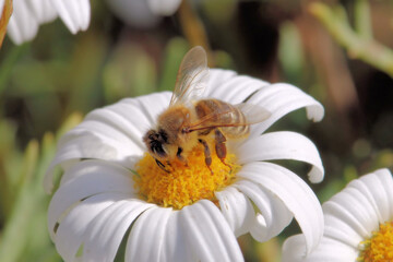 Western Honey Bee collecting pollen and nectar from daisy, South Australia