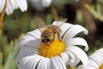 Obraz premium Western Honey Bee collecting pollen and nectar from daisy, South Australia
