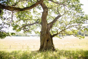 Amazing old tree with a hollow in the form of a heart. Nature beauty. Symbol of love. Old oak in a...