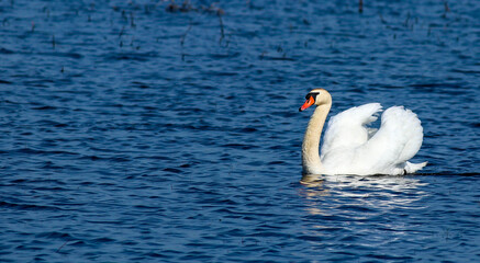 Swan