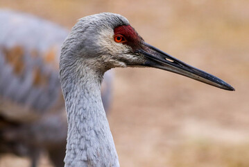 Sandhill Crane