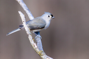 Tufted Titmouse