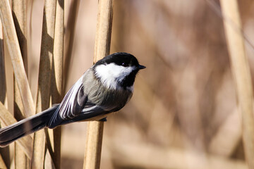 Obraz premium Chickadee