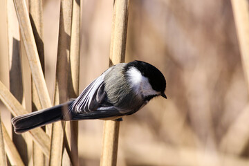 Chickadee