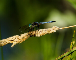 Dragonfly