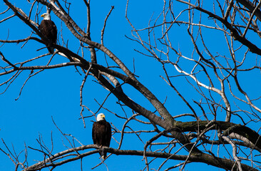 Eagles