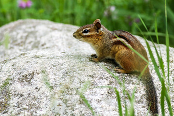 Chipmunk