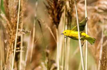 Yellow Warbler