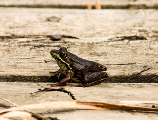 Frog