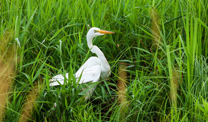 Great Egret
