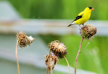 Gold Finch