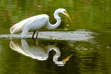 Great Egret