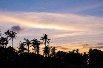 Obraz premium Palm forest silhouette at sunrise
