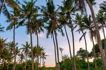 Fototapeta na wymiar Pastel Paradise: Palm Forest Under Dreamy Skies