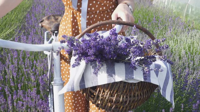 girl with the bike and the backet with the lavender bouquet standing at the lavender field
