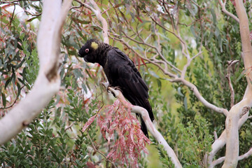 Yellow-tailed Black Cockatoo (Calyptorhynchus funereus), male, South Australia