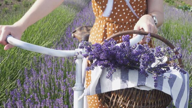 girl with the bike and the backet with the lavender bouquet standing at the lavender field
