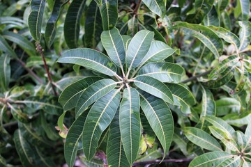 Una planta con hojas verdes 