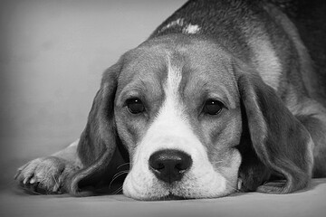A very sad beagle awaits, a large black and white portrait, sad eyes.