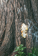 the trunk of a huge tree and a cut fruit body of a mushroom, a sulfur-yellow tinder fungus on it