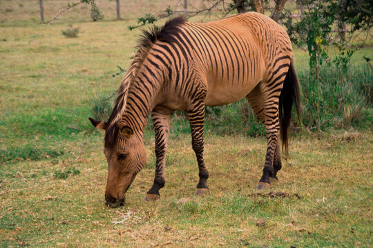 A zebroid (a cross between a horse and a zebra) grazes in Kenya