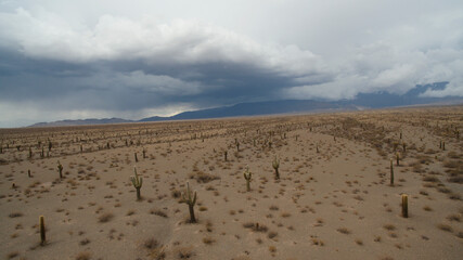 Aerial view of Los Cardones National Park desert and mountains. Flora. Giant cactus, Echinopsis atacamensis, colony. 
