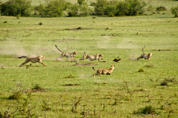 Cheetah and cubs chasing Thomson's gazelle, Masai Mara Game Reserve, Kenya
